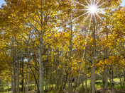 Kaibab National Forest
