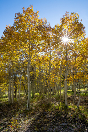 Kaibab National Forest