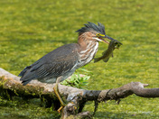Green Heron