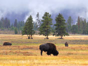Yellowstone National Park