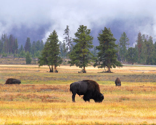 Yellowstone National Park