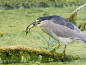 Black-crowned Night Heron