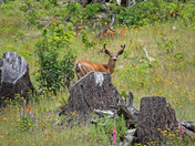 Mt St Helens National Monument