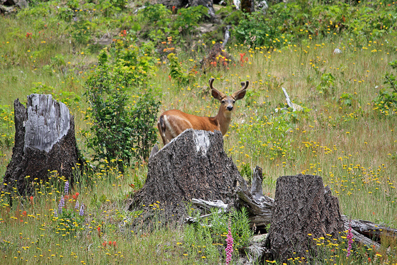 Mt St Helens National Monument