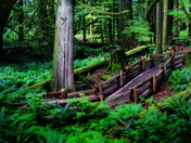 The Ancient Cathedral Grove