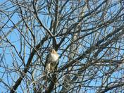 Walking in the Woods