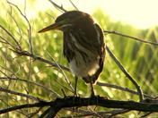 Bayou Sauvage NWR