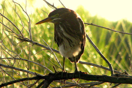 Bayou Sauvage NWR