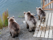 Katmai National park