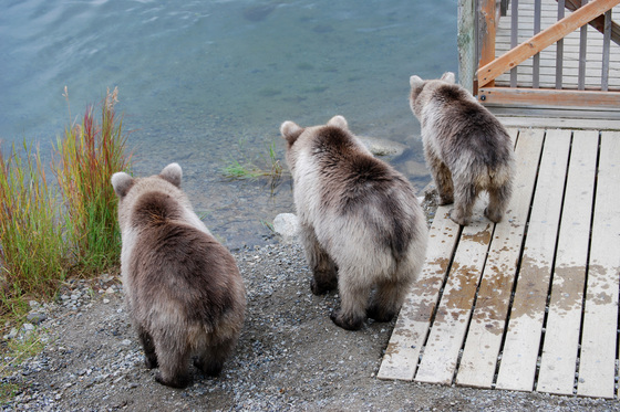 Katmai National park