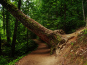 Englishman River Falls