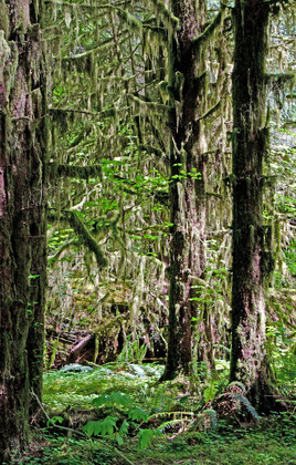 Olympic National Park