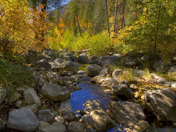 Coconino National Forest