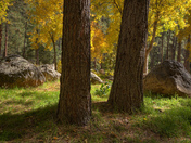 Coconino National Forest
