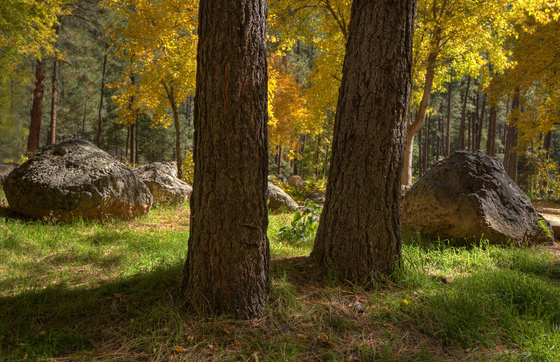 Coconino National Forest