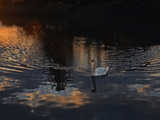 Mute Swan