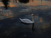 Mute Swan Reflections