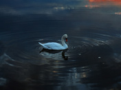 Mute Swan Reflections