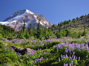 Mt. Hood National Forest