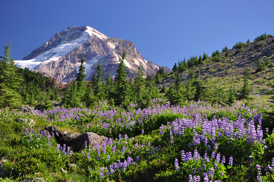Mt. Hood National Forest