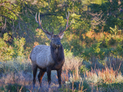 Wichita Mountains Wildlife Refuge