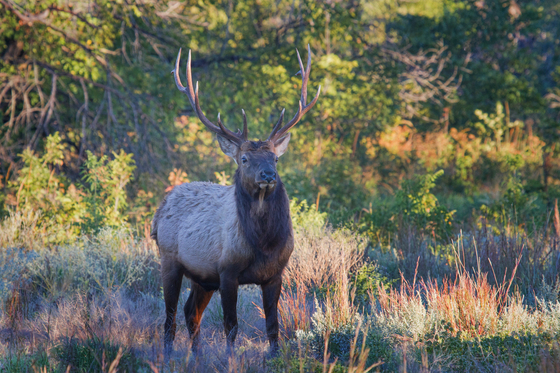 Wichita Mountains Wildlife Refuge