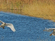 Tamarac National Wildlife Refuge