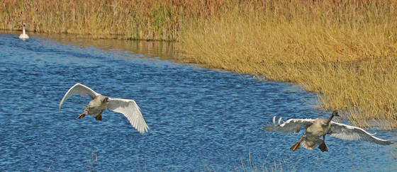 Tamarac National Wildlife Refuge
