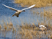 Tamarac National Wildlife Refuge