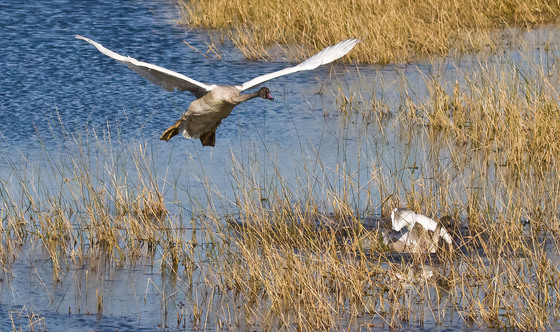 Tamarac National Wildlife Refuge