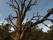 Dinsauer National Monument