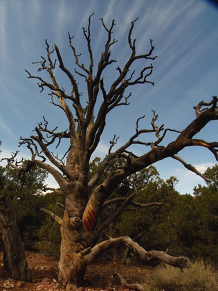Dinsauer National Monument