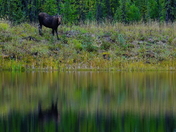 Mirror Moose