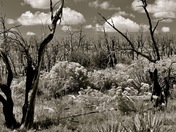 Mesa Verde National Park