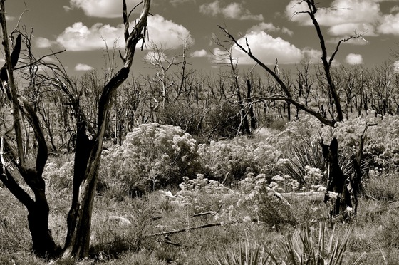 Mesa Verde National Park