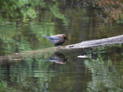 Fall Avian Reflection