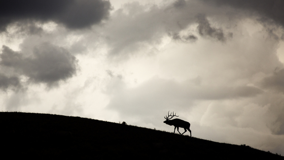 Yellowstone National Park