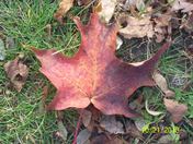 One Canadian Fall leaf on the Ground