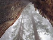 Redwood National Park