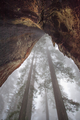 Redwood National Park