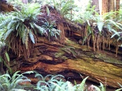 Redwood National Park