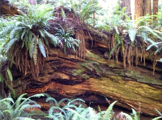 Redwood National Park