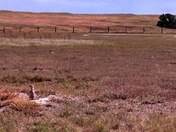 fort niobrara national wildlife refuge