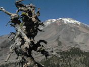Shasta-Trinity National Forest