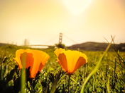 Golden Gate National Recreation Area
