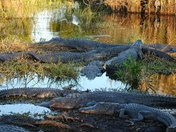 Everglades