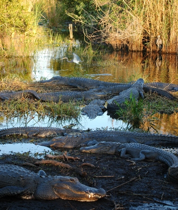 Everglades