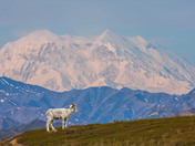 Denali National Park