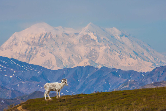 Denali National Park