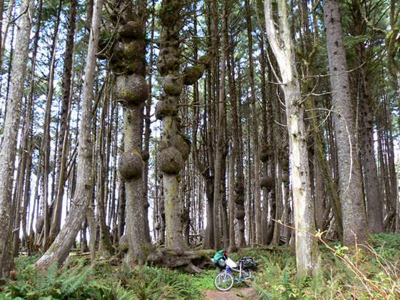 Olympic National Park